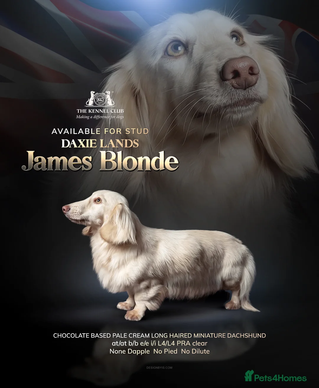 Miniature Dachshund dogs for stud: PALE CREAM long haired mini dachshund  in Saint Helens - Advert 3