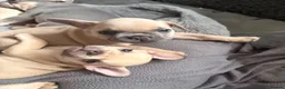 French Bulldog dogs for sale: 🐾 French Bulldog Puppies – ready for new homes 🐾 in Crawley - Advert 21