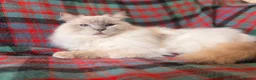 Ragdoll cats for sale: Beautiful Neutered GCCF Ragdolls For Adoption - Advert 3