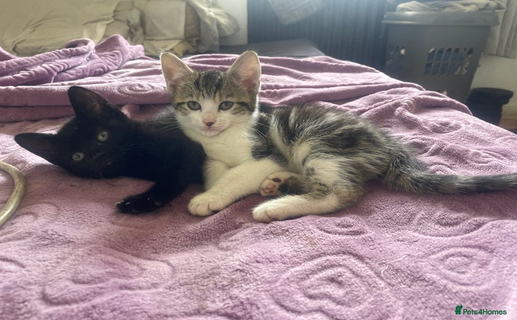 Domestic Shorthair cats - Advert 16