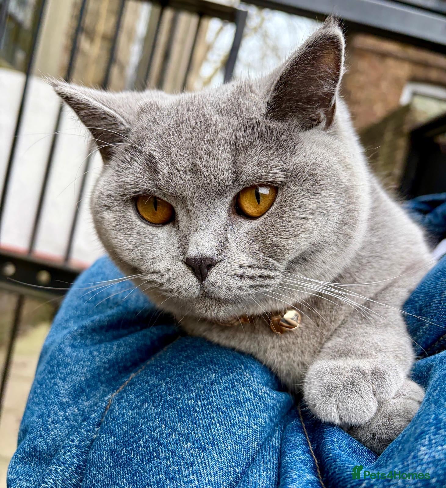 Mixed Breed cats for sale: Grogu – Sweet & Gentle British Shorthair Cross - Advert 1