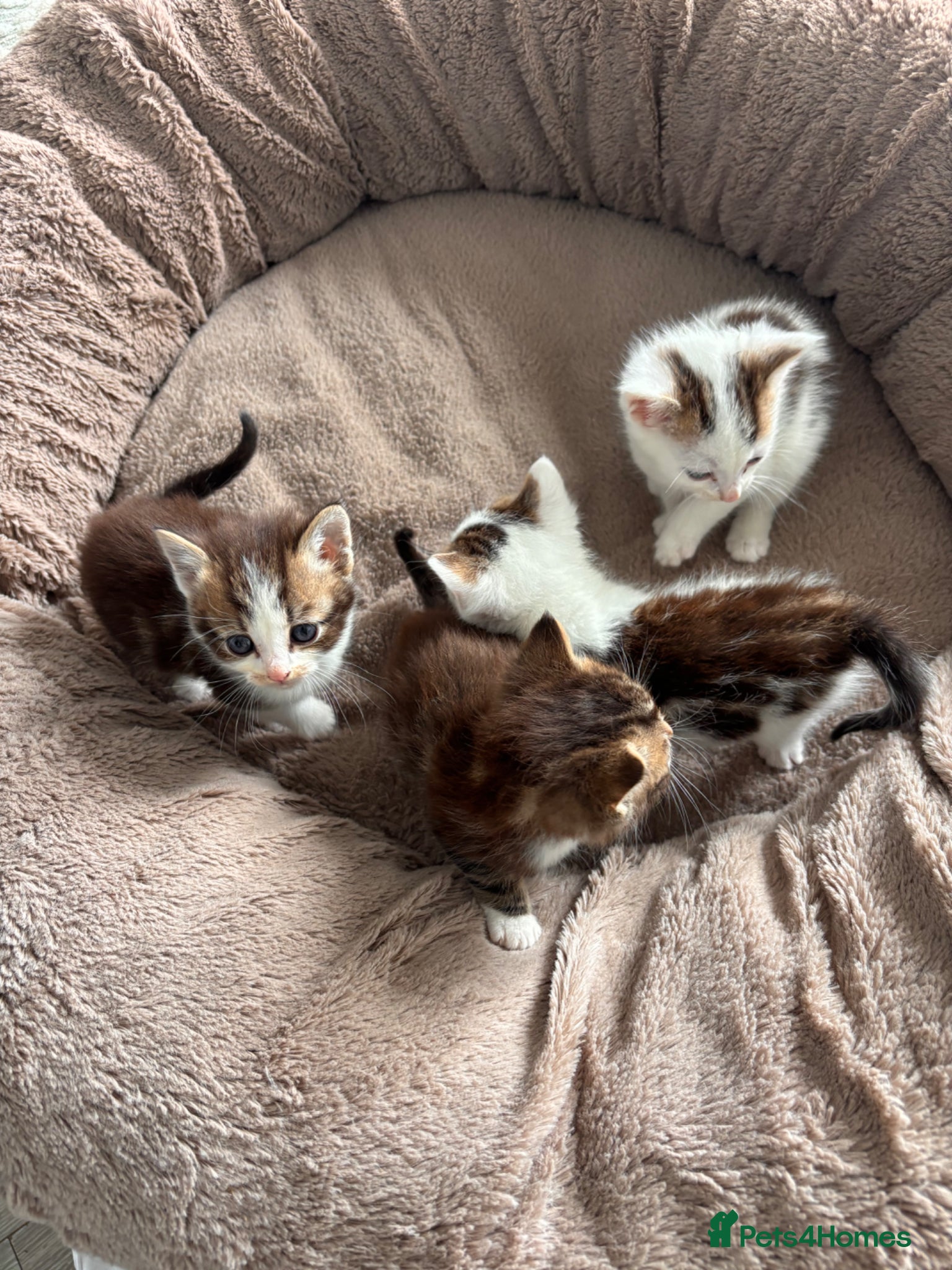 Mixed Breed cats Pretty part Maine coon kittens - Advert 14