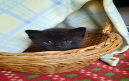 Mixed Breed cats for sale: 2 sweet kittens for sale - Advert 6