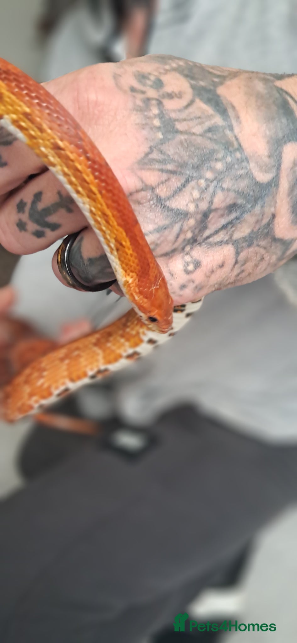 Corn Snake reptiles for sale: Calefornian Caramel Corn Snake - Advert 4