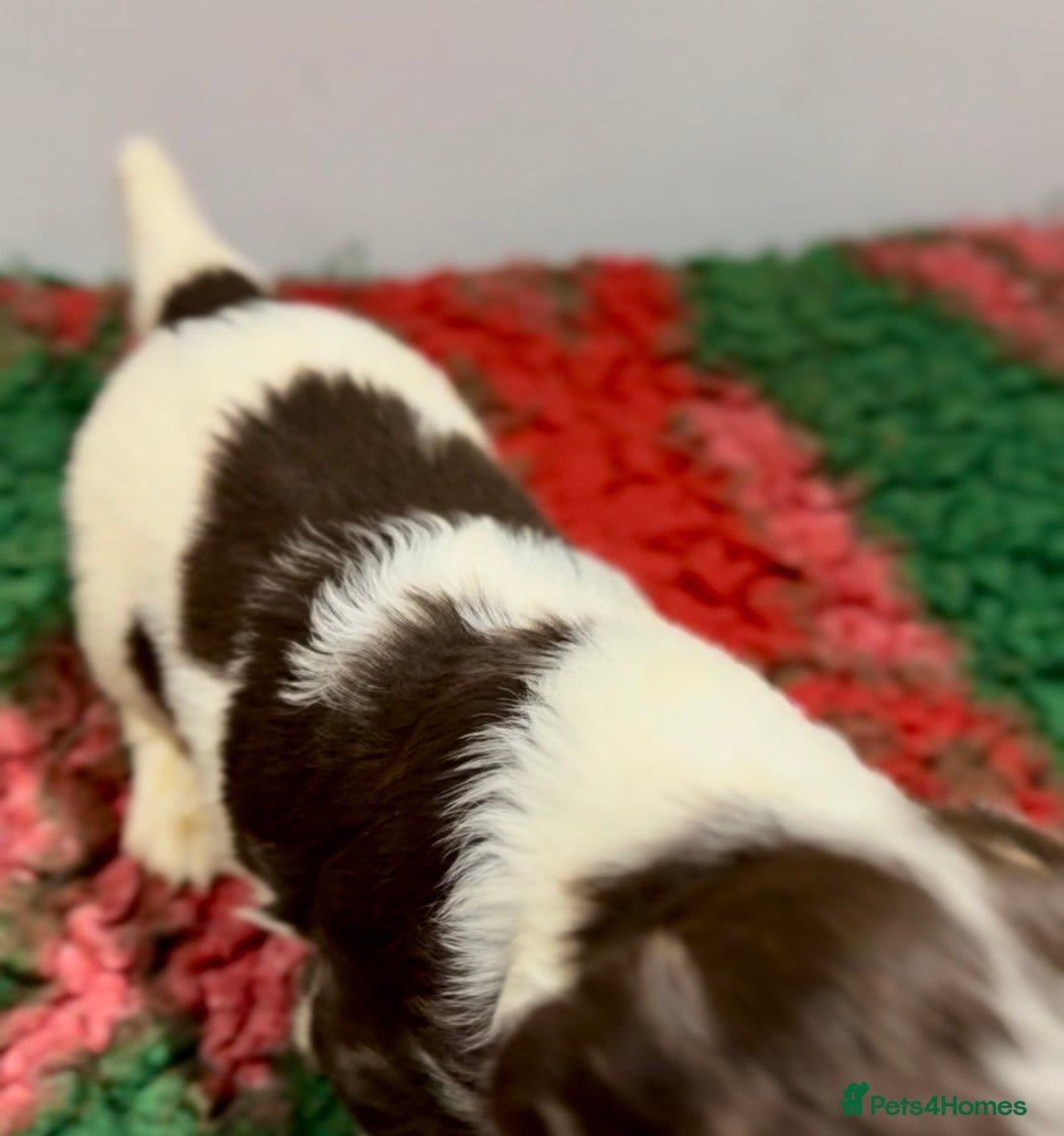 English Springer Spaniel dogs for sale: KC Working English springer spaniel puppies - Advert 14