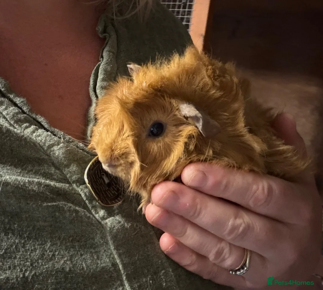 Guinea Pig rodents for sale: female Guineapigs   - Advert 2