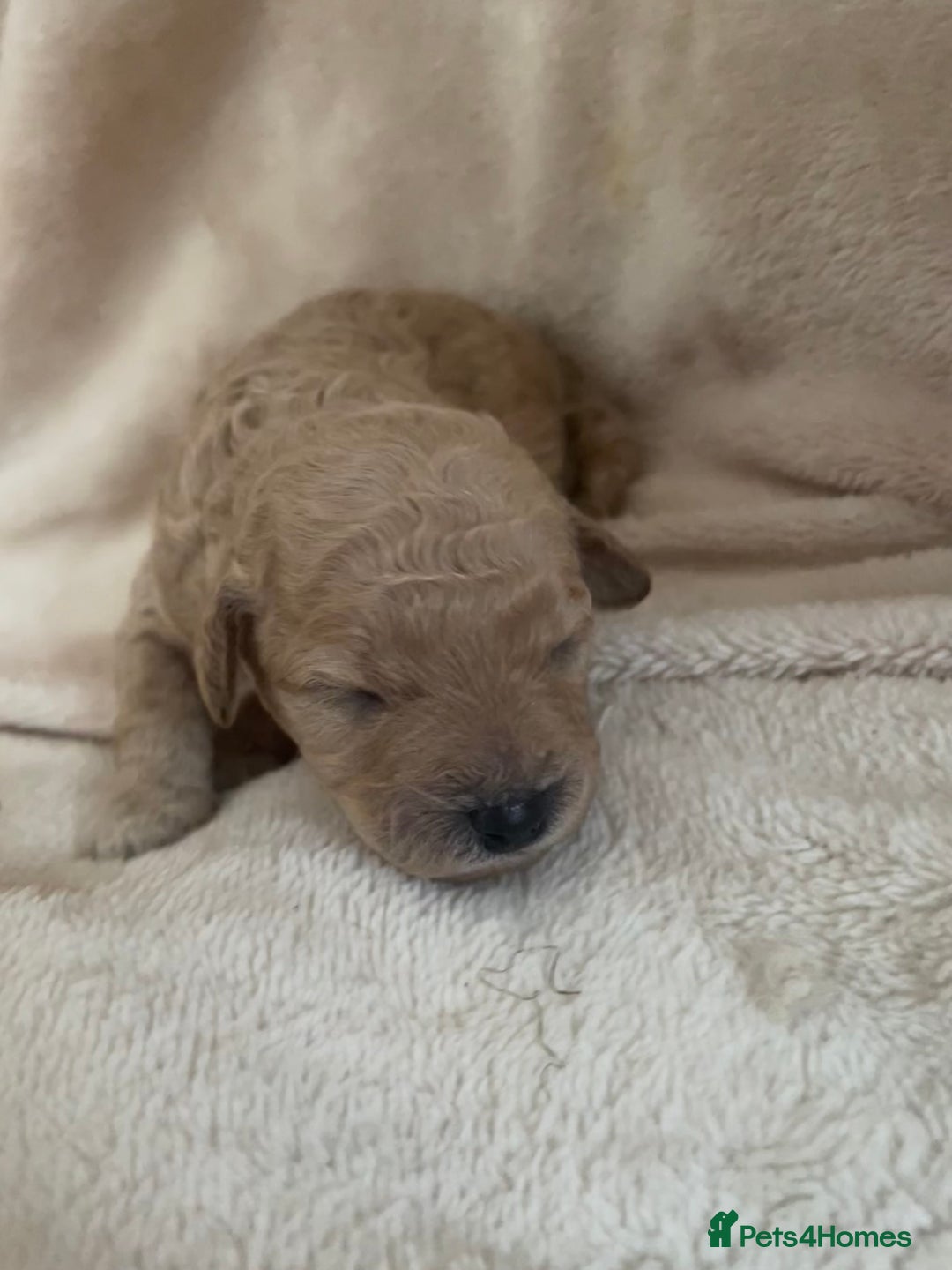 Cavapoo dogs for sale: FB2 cavapoo puppies-1 girl available  - Advert 8