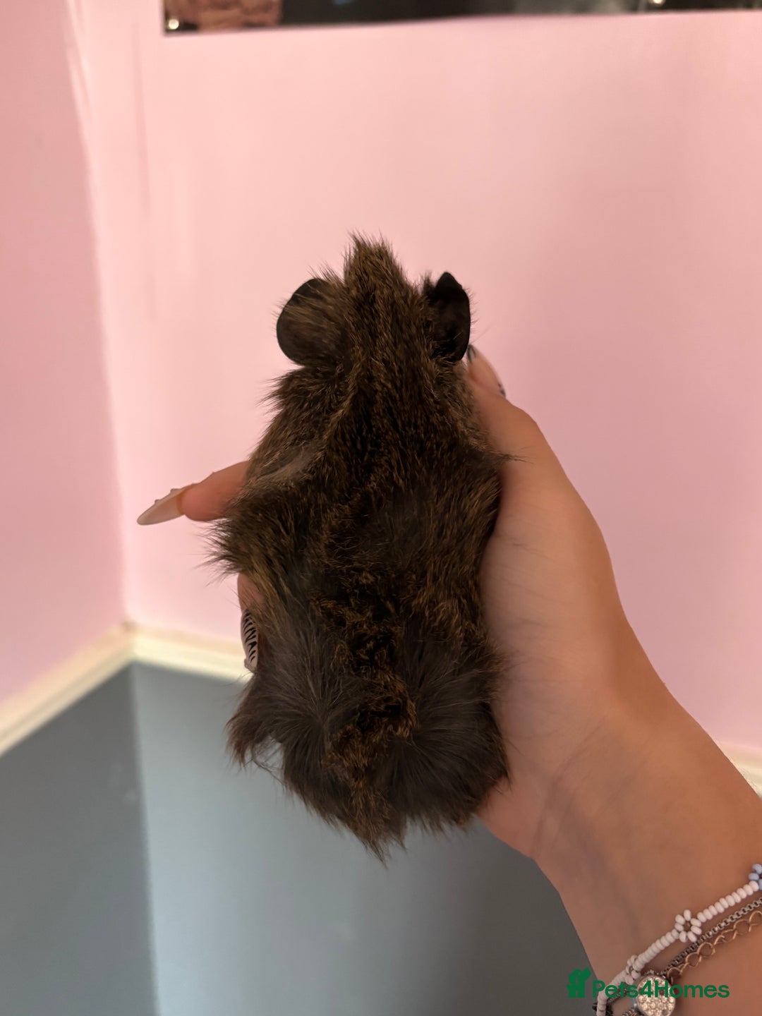 Guinea Pig rodents for sale: baby guinea pigs  - Image 15