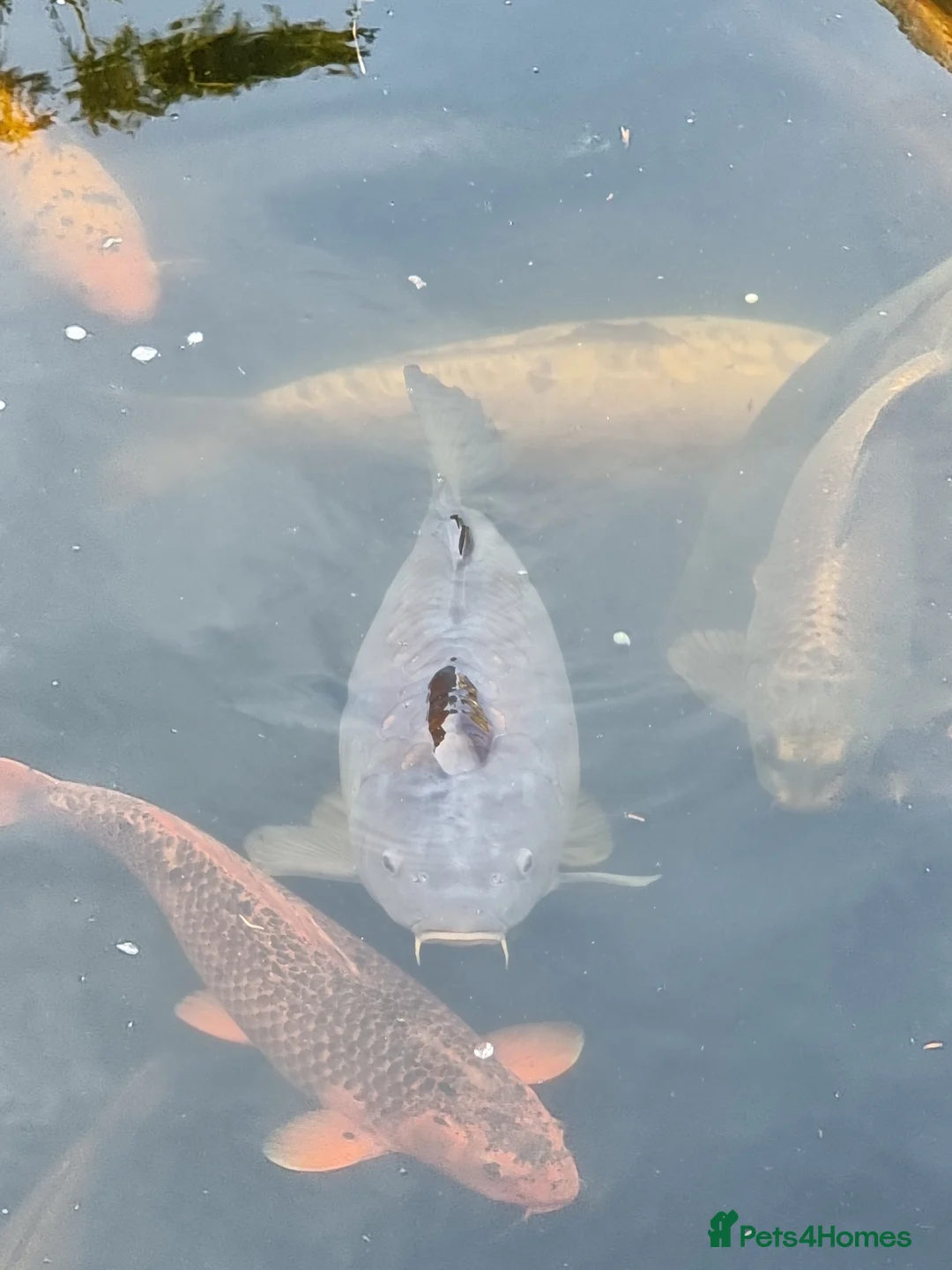 Koi Carp fish for sale: Koi Carp/Albino Sturgeon full lot needing to sell in London - Advert 8