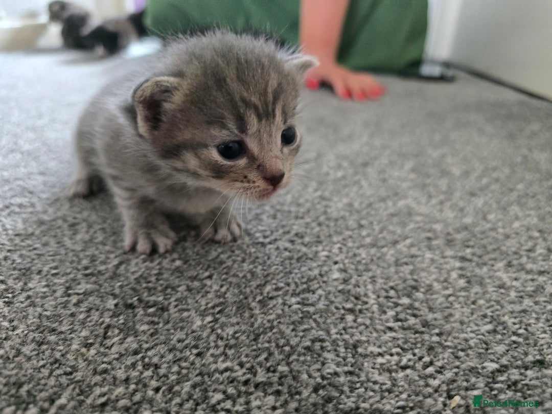 British Longhair cats for sale: 5 beautiful fluffy kittens – 4 girls, 1 boy - Image 9