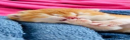 Scottish Fold cats for sale: Scottish Straight Golden Shaded in Poole - Advert 4