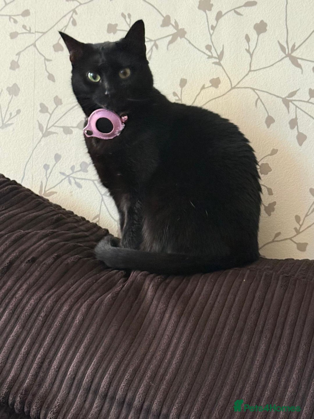 British Shorthair cats for sale: BLACK KITTENS  - Advert 1