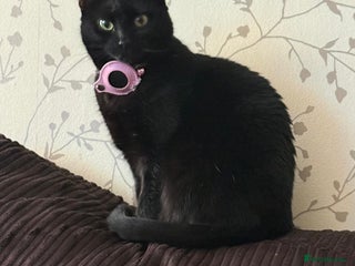 British Shorthair cats BLACK KITTENS - Advert 2