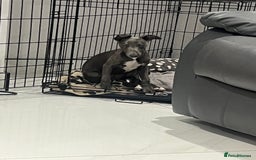 Whippet dogs for sale: Blue boy kc reg fully vaccinated and microchip  - Image 6