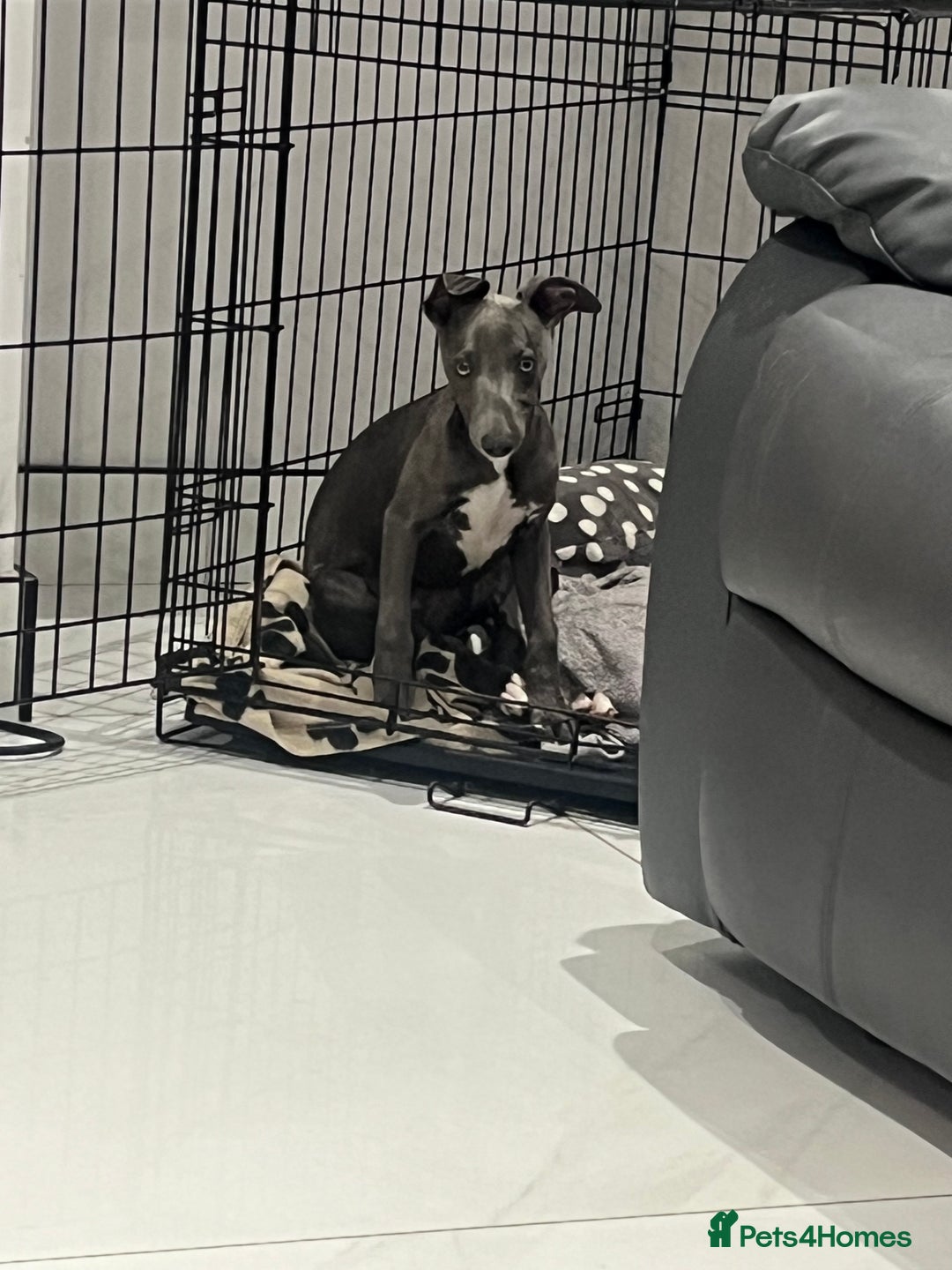 Whippet dogs for sale: Blue boy kc reg fully vaccinated and microchip  - Image 6