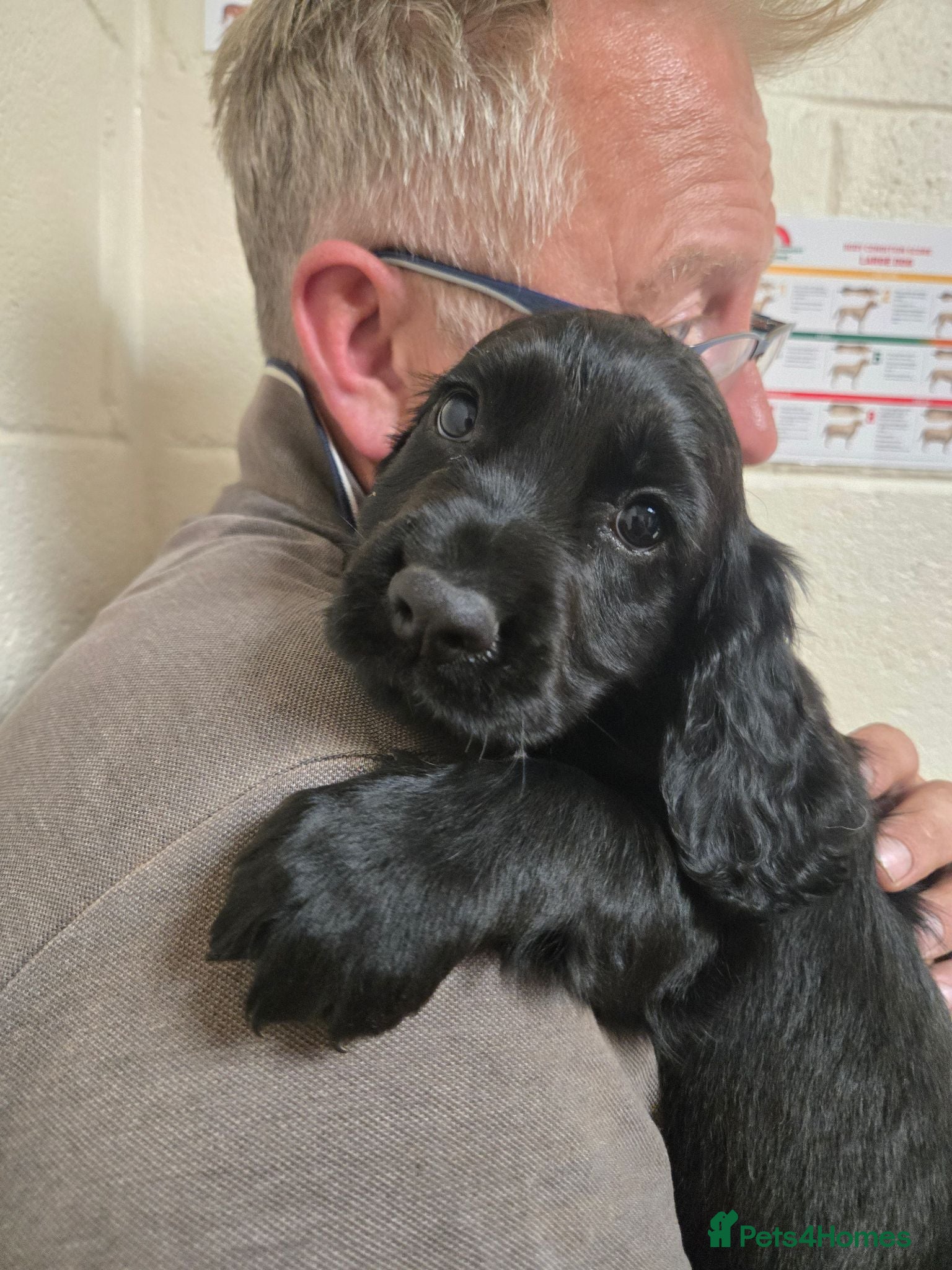 Cocker Spaniel dogs Stunning Working Cocker Spaniel Pups - Advert 1
