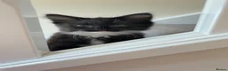 British Longhair cats for sale: British longhaired kitten - Advert 6