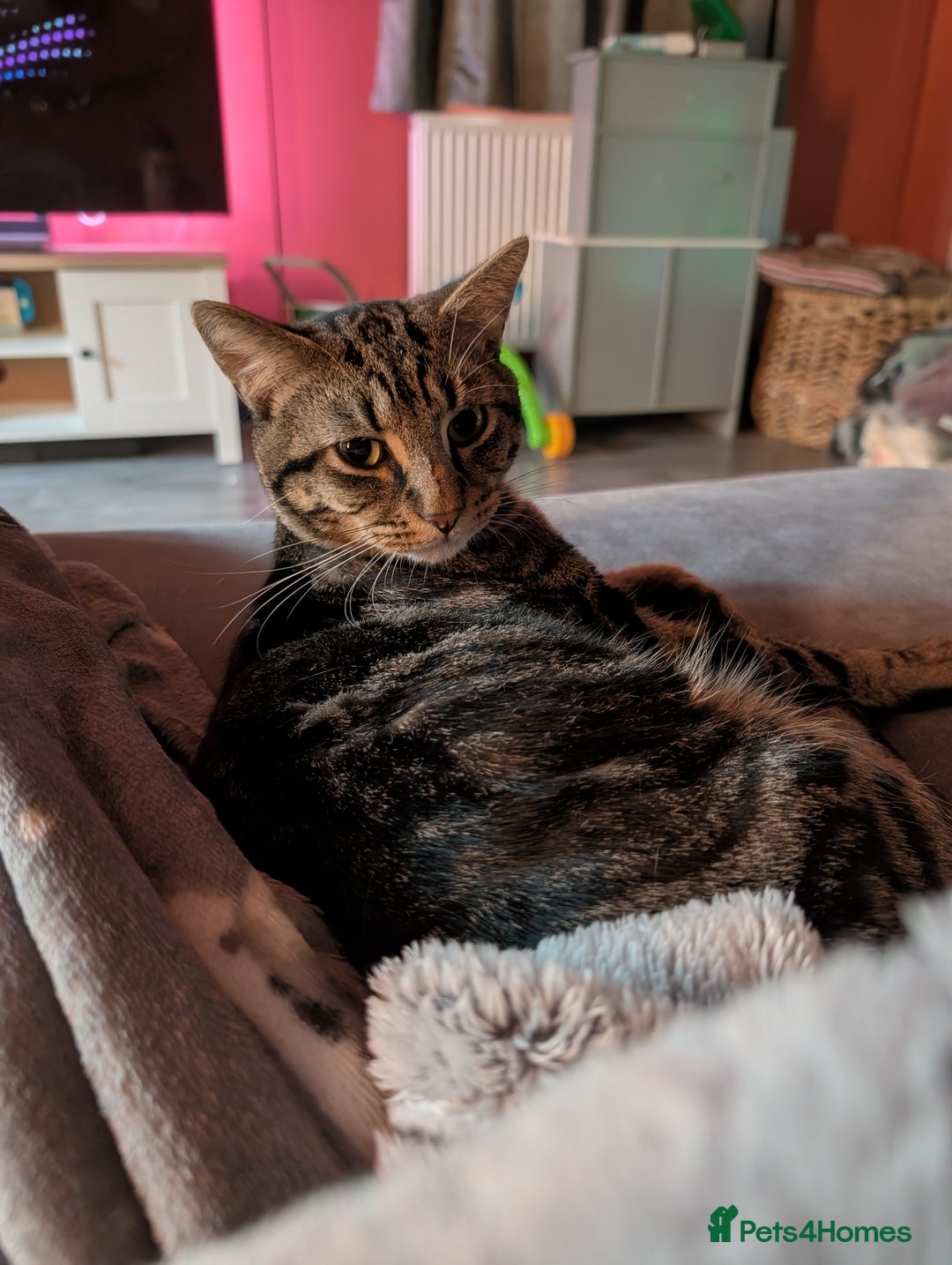 Bengal cats for sale: Ragdoll × Bengal Kittens - Advert 6