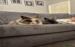 Lionhead rabbits for sale: Grey and white Lion head rabbit  - Image 1