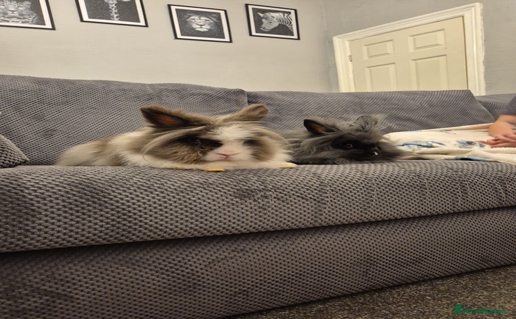 Lionhead rabbits - Advert 1