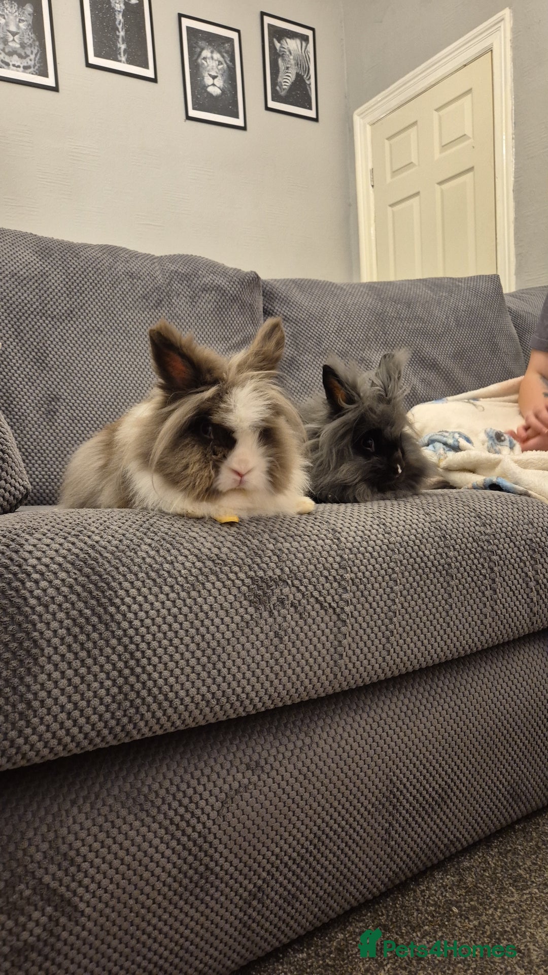Lionhead rabbits for sale: Grey and white Lion head rabbit  - Image 1