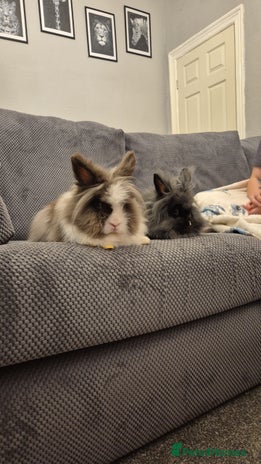 Lionhead rabbits - Advert 9