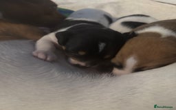 Jack Russell dogs for sale: 3 boys 1 girl - Image 10