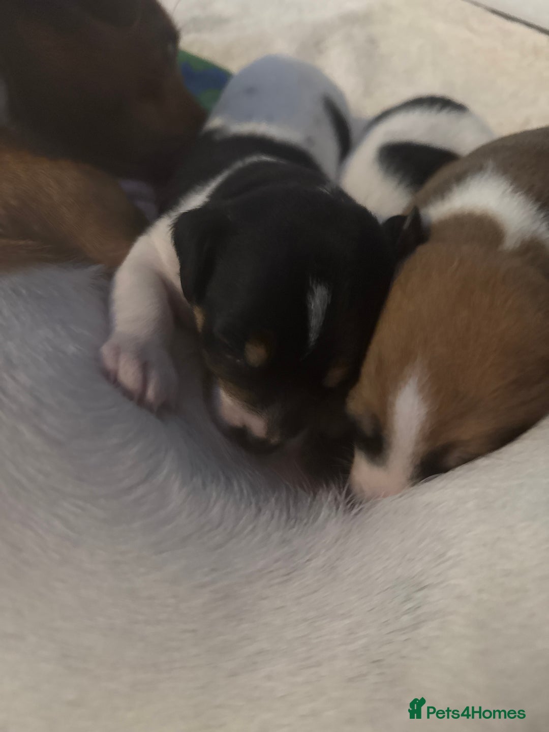 Jack Russell dogs for sale: 3 boys 1 girl - Image 10
