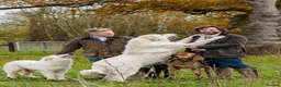 Mixed Breed dogs for sale: Golden Pyrenees- Golden Retriever x Pyrenean - Advert 7