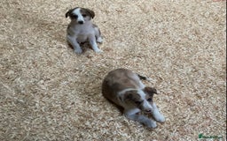 Border Collie dogs for sale: Red/Brown Merle Border Collie Pups - Image 8