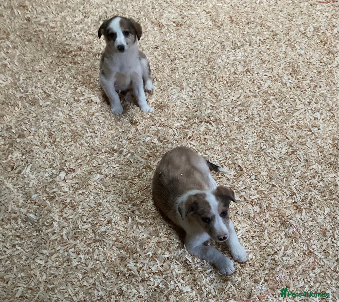 Border Collie dogs for sale: Red/Brown Merle Border Collie Pups - Image 8