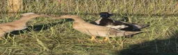Ducks poultry for sale:  Ducklings Indian Runner Khaki Campbell Appleyard - Advert 7