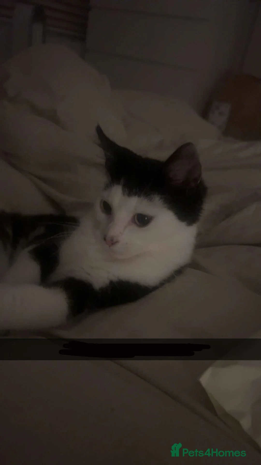 Mixed Breed cats for sale: 6 beautiful trained kittens ready for collection  - Advert 1