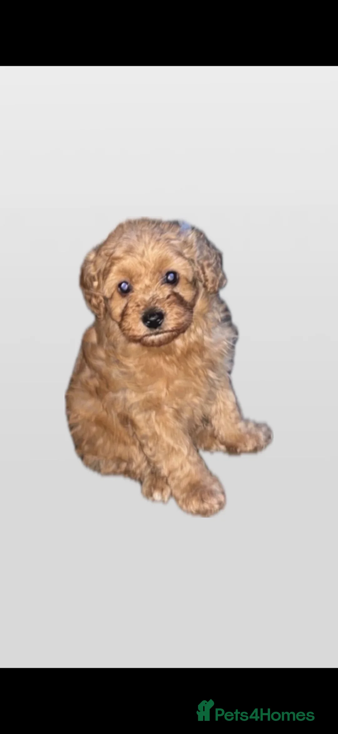 Schnoodle dogs for sale: Beautiful SNOODLES - Advert 2