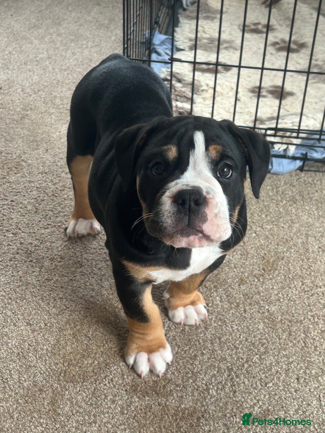 Olde English Bulldogge dogs for stud: 💥olde English bulldogge stud💥 in Rotherham - Image 33