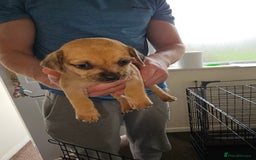 Mixed Breed dogs for sale: dachshund  x pug puppy's  - Image 3