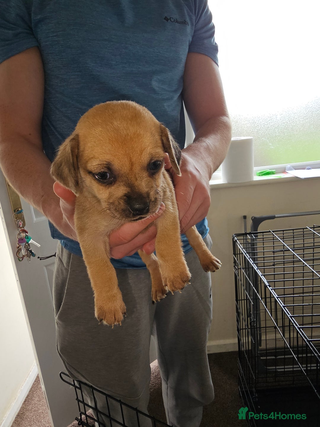 Mixed Breed dogs for sale: dachshund  x pug puppy's  - Image 3