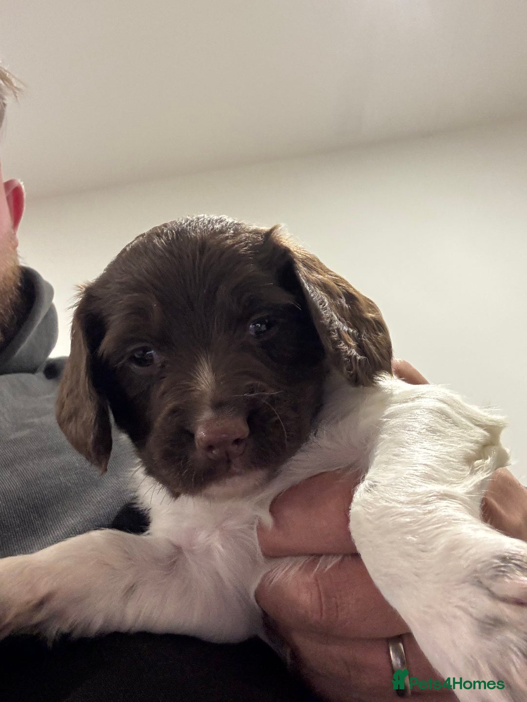 English Springer Spaniel dogs for sale: English springer spaniel puppies  - Image 20