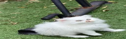 British Longhair cats for sale: Beautiful British Longhair Kittens – Boy & Girl - Advert 7