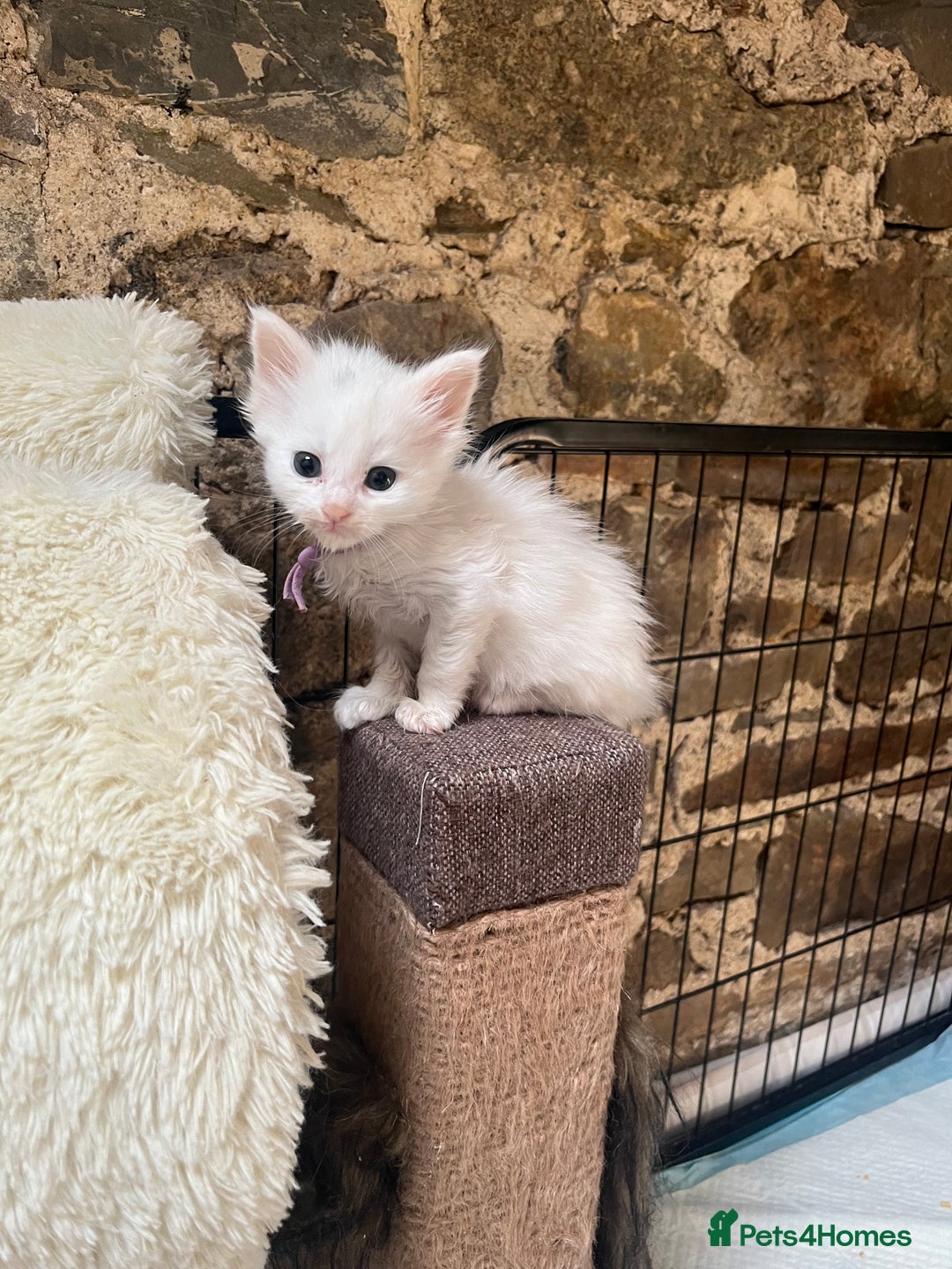 Maine Coon cats for sale: Stunning TICA registered Maine coon kittens  - Image 11