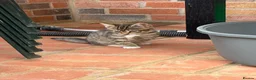 European cats for sale: Kittens  - Advert 2