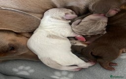 Miniature Dachshund dogs for sale: Dolly mixture dapple/piebald  - Image 12