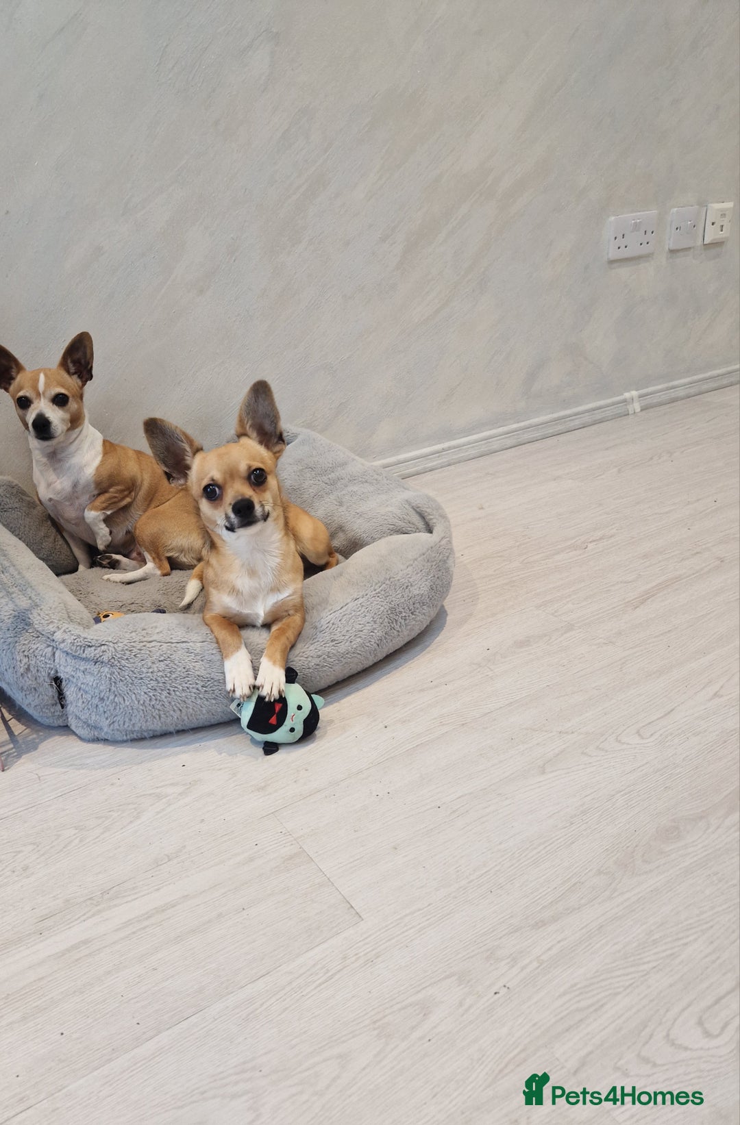 Chihuahua dogs for sale: Chihuahua puppies  - Advert 1