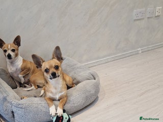 Chihuahua dogs Chihuahua puppies - Advert 10