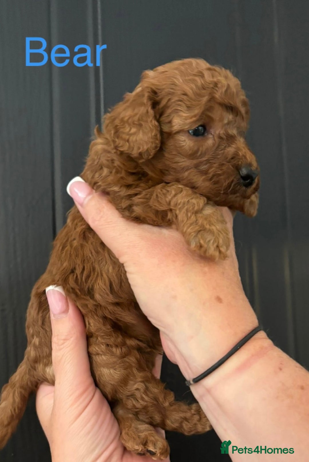 Miniature Poodle dogs for sale: Stunning minature poodle puppies  - Image 2