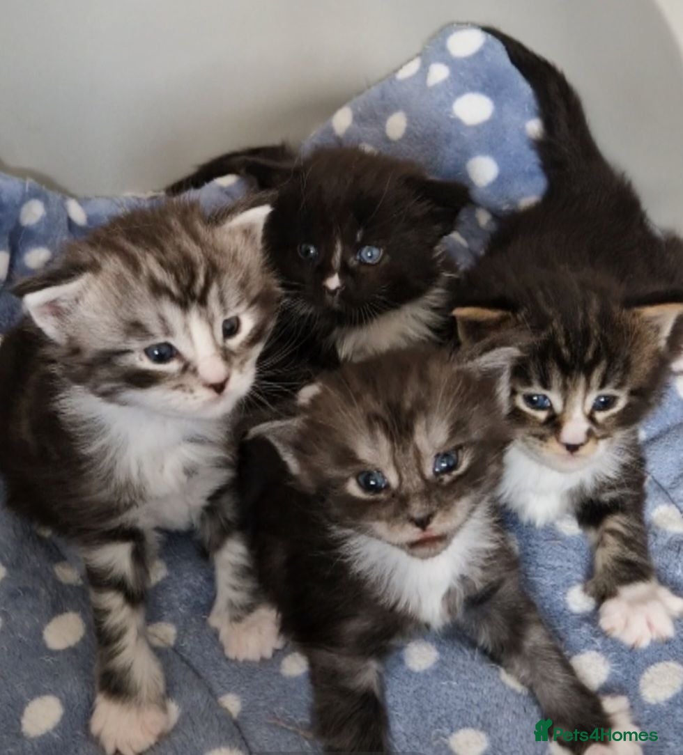Maine Coon cats Pedigree XXL mainecoon kittens  - Advert 1
