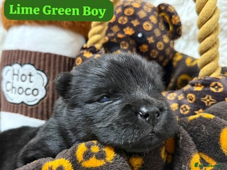 Chow Chow dogs 🏆One truly scrumptious teddy bear boy left🏆 - Advert 9