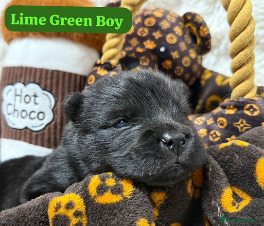 Chow Chow dogs 🏆One truly scrumptious teddy bear boy left🏆 - Advert 14