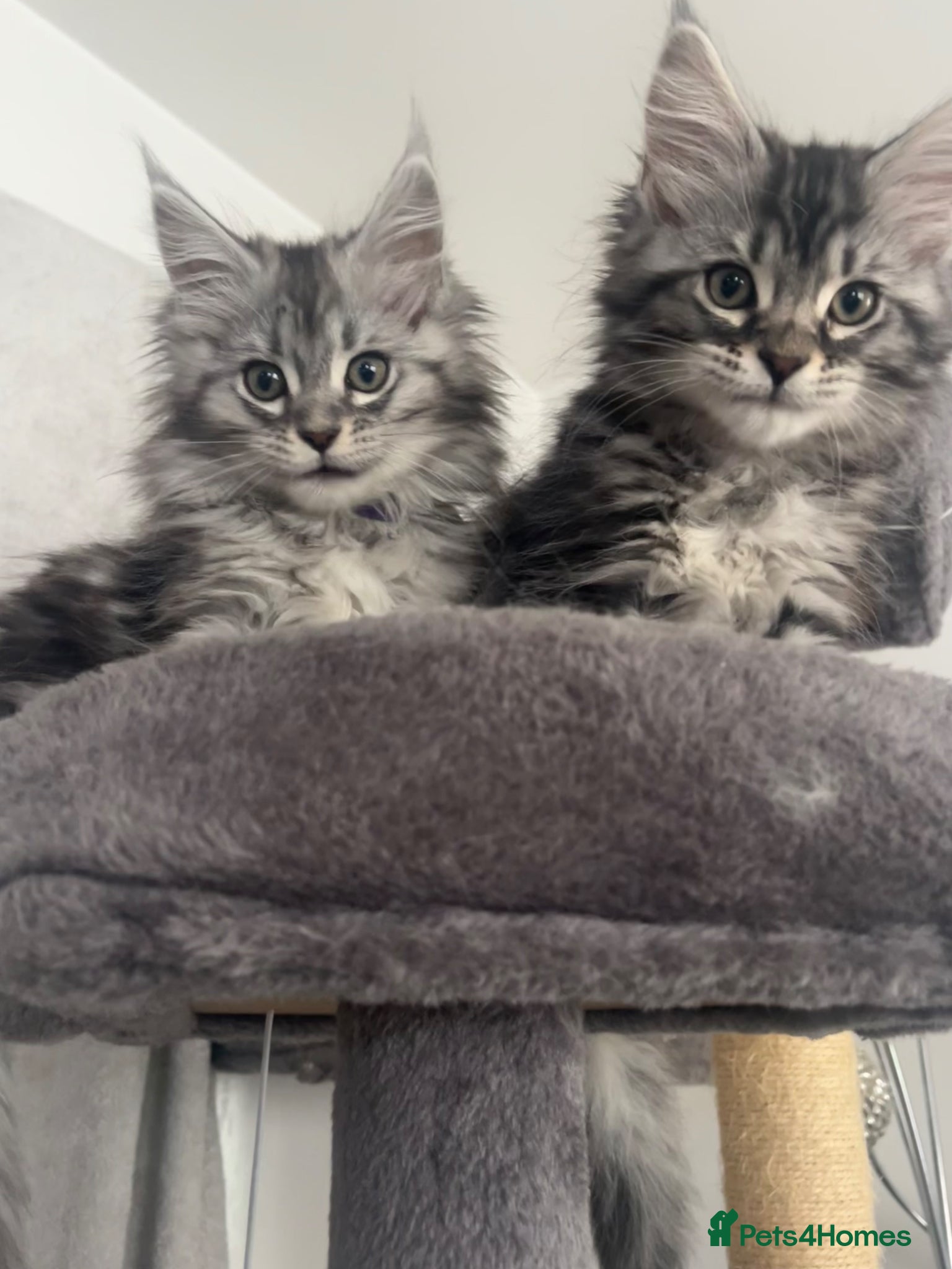 Maine Coon cats 2 Maine coon girlies left  ready to leave 🩷 - Advert 1