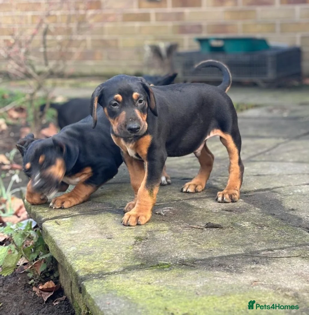Mixed Breed dogs for sale: Lurcher x dobermen in Doncaster - Advert 14
